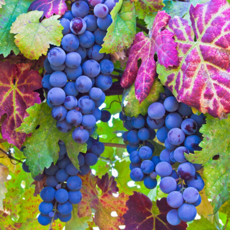 wine tour