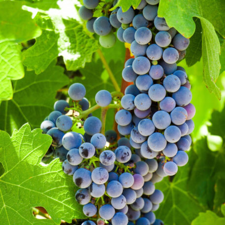 wine tour
